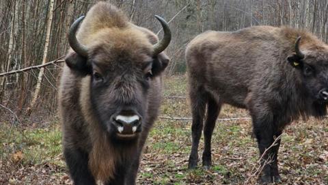 Brown bison in woodland. One is facing the camera and has three white patches on its nose, while the other is standing just behind it and has a small yellow tag on its ear.