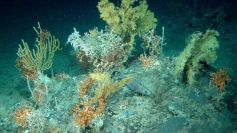 A section of the deep-sea floor with a diverse community of marine life. You can see several types of cold-water corals and sponges attached to rocky substrate. These organisms form part of what scientists call a vulnerable marine ecosystem because they provide habitat for other species and are slow-growing, making them highly sensitive to disturbance.