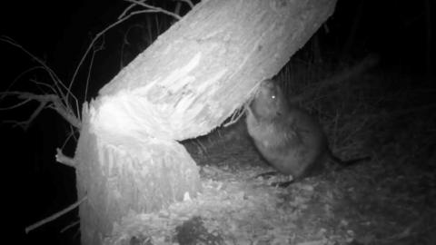 Beaver eating tree