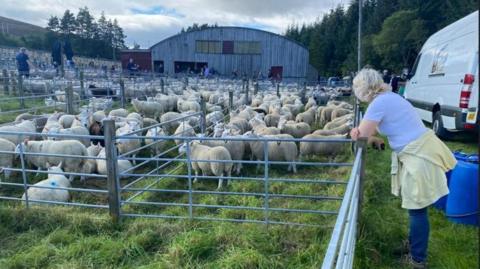 Uain ann an cròthannan aig Fèill na Luirge