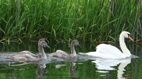 Three cygnets swimming on water behind an adult swan