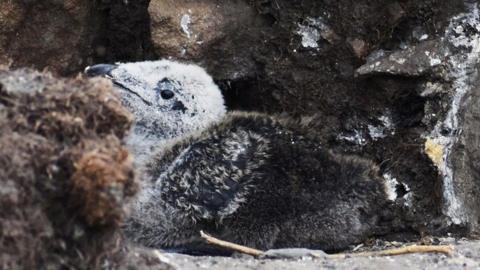 One of the Razorbill chicks which is covered in white and grey feathers. It is sitting on a rock with its head pointed upwards.