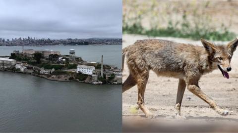 A composite photo shows Alcatraz island and a photo of a coyote