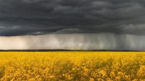 A dark grey sky above a field of yellow flowers in Newbury