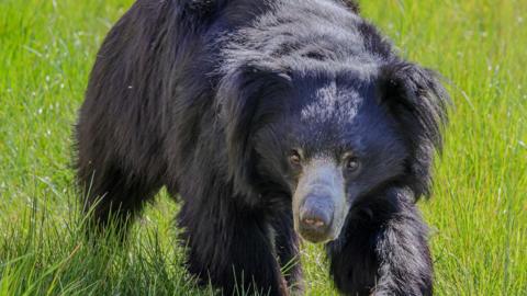 A fluffy black sloth bear with a grey part near its nose and small eyes is walking through long grass and looking directly at the camera.