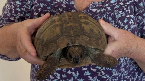 A small brown tortoise is being held up to the camera