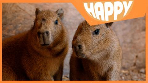 Two capybaras and the Happy News logo