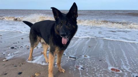 A black German Shepherd with brown-coloured legs stood on a beach by the sea with waves splashing.