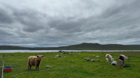 Highland cows in a grassy field near the sea at Haroldswick, Shetland. The sky above is grey.