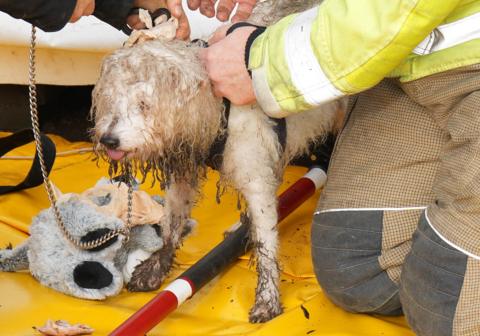 A white-furred dog, in a dog lead, has been pulled out underneath an ice rink. There is a firefighter and a woman next to the animal.