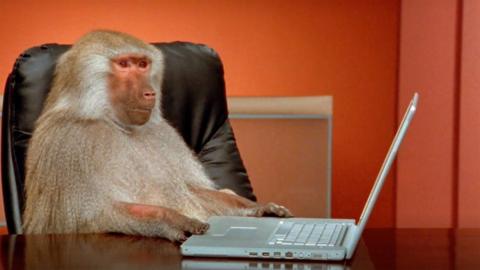 A baboon, sitting at a desk, touching a laptop keyboard