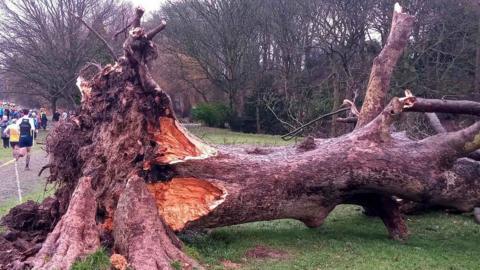 A fallen tree