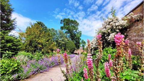 Pink and purple lowers on either side of a path through a garden with shrubs and trees, and blue sky above