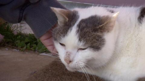 Close up shot of Dolly the cat. She is mainly white with brown patches around her eyes and ears. She is being stroked by her owner's hand.