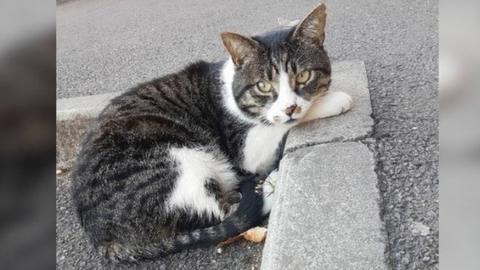 Bob sitting on the pavement of a street