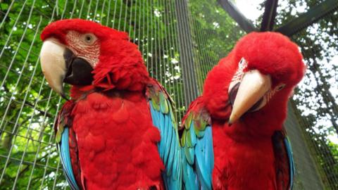 Two parrots stood next to each other. They are both red and blue.