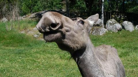 close up of an elk