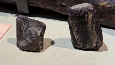 Two dinosaur fossils, the one on the left is smaller than the one on the right, they are dark in colour