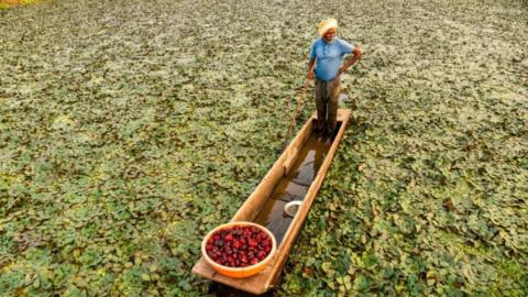 A farmer harvests water chestnuts in a pond on the outskirts of Jabalpur in India