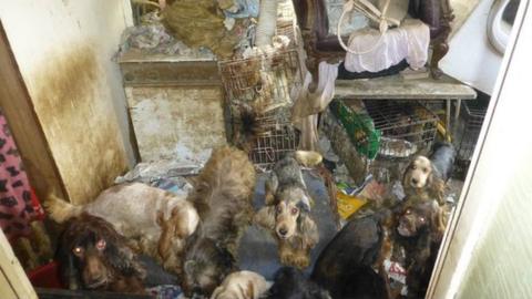 Several different breeds of dog in cages