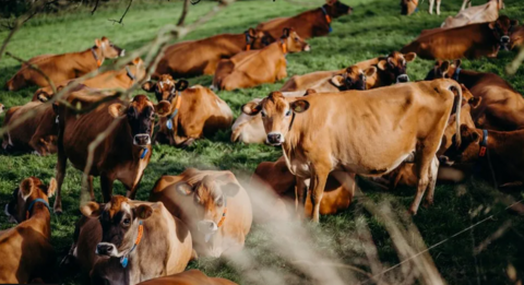 Jersey cows