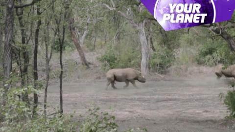 A rhino