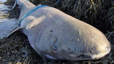 A large grey fish lies on a bed of dark green/brown seaweed. It is deceased with a blue rope around its tail and a blue rope around its mid section. Its nose and eyes are close to the camera. The ocean starts to the far left of the frame.