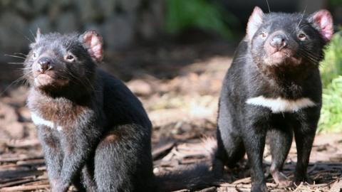 Tasmanian devil