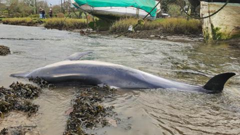 The body of a dolphin lying on its side in shallow river water. 