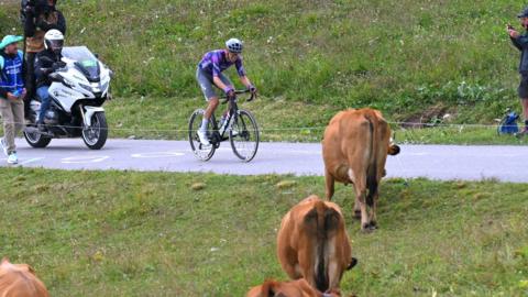 A Tour de France rider looks at cows as he cycles past
