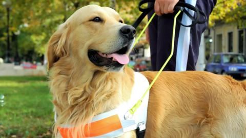 Stock image of a guide dog