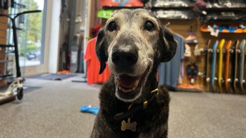 Abbie is sitting on the floor of the skate shop. She is a medium sized black dog with grey all around her face. She is smiling looking directly at the camera. In the background are rows of skateboards and clothing on rails.