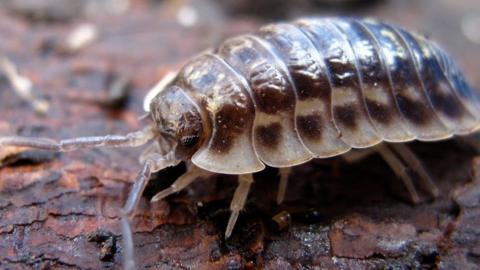 Woodlouse