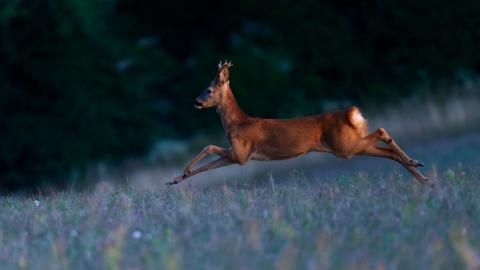 A roe deer jumping through a field