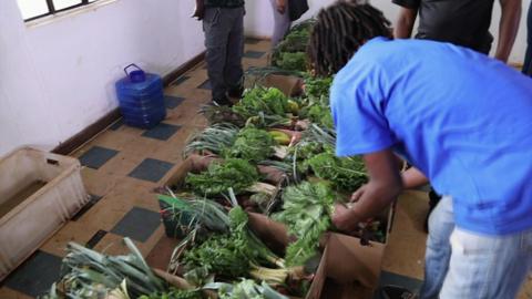 A farmer sorting vegetables in Zimbabwe