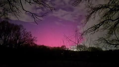 Pink sky with stars illuminated with branches in the forefront of the photo.