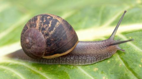 A common garden snail on a leaf