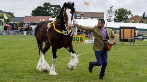 A man running beside a shire horse in a field