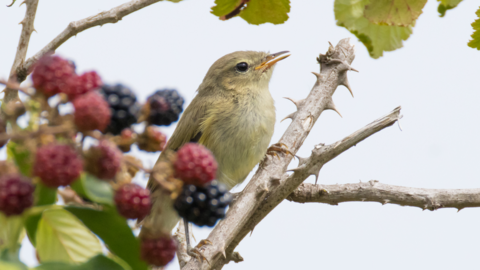 A small bird is perched on a thorny branch with ripening blackberries against a bright sky.