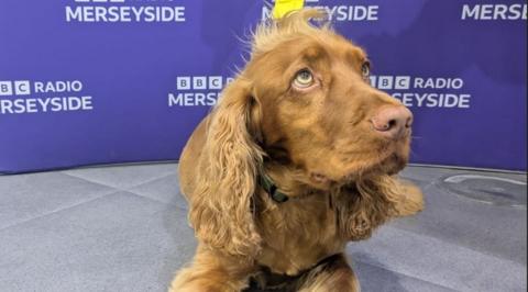 A brown therapy dog stares upwards with BBC Merseyside branding on hoardings behind.