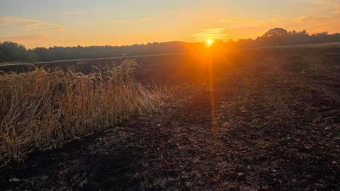 Burnt crops in a field 