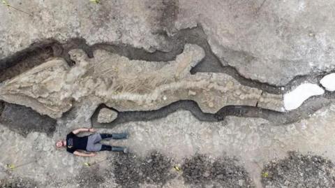 A vertical shot of a man lying next to the large fossil of the Sea Dragon.