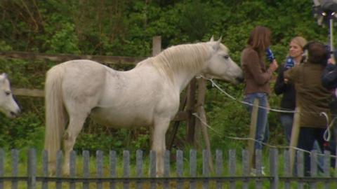 A horse at the side of the pitch as TV covers Wales v Germany at Haverfordwest in 2007