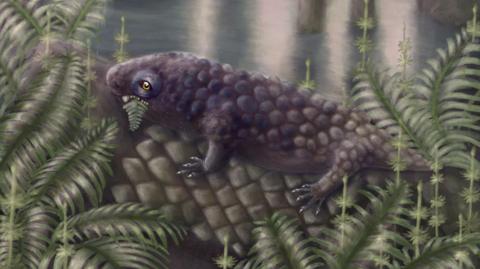 An artist's reconstruction of Tyrannoroter heberti, a small lizard-like animal with black bobbled skin, shown eating ferns.