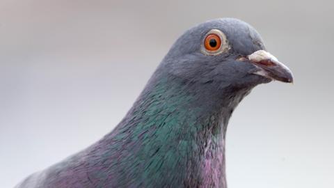 A pigeon is seen in a very close-in picture focussing on its head and beck. It has orange eyes and grey feathers with some small patches of pink.