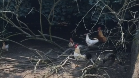 Feral chickens