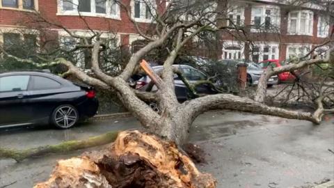 Tree down in Cardiff