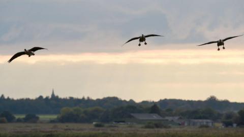 A view of three flying birds in a partially silhouetted sky over Martin Mere nature reserve