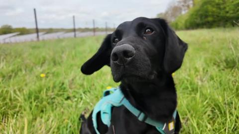 A black dog in a turquoise harness standing in a grassy field.