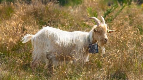 A white and tan goat stands in a field of long grass.